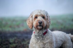 Australian Labradoodle Dystrofinopati