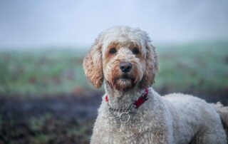 Australian Labradoodle Dystrofinopati