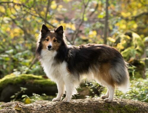 Øyelidelser hos Shetland Sheepdog