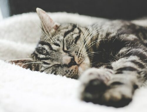 Pelsfarge Tabby er nå tilgjengelig i CombiBreeds nettbutikk!